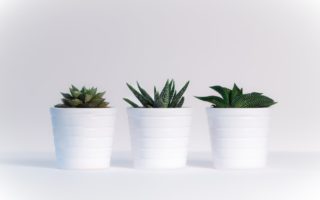 three green assorted plants in white ceramic pots